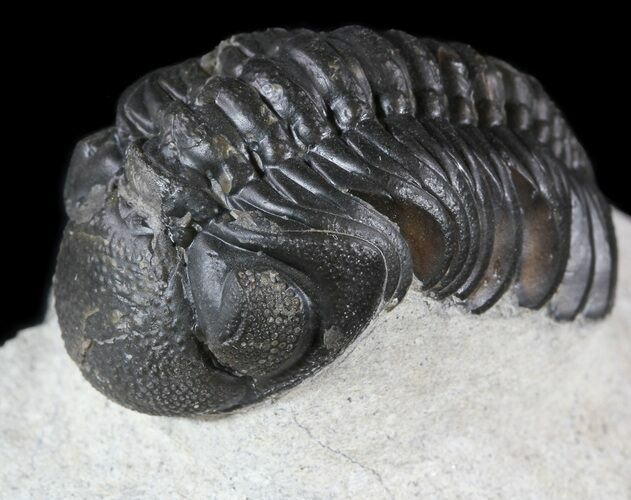 Detailed, Austerops Trilobite - Morocco #54395